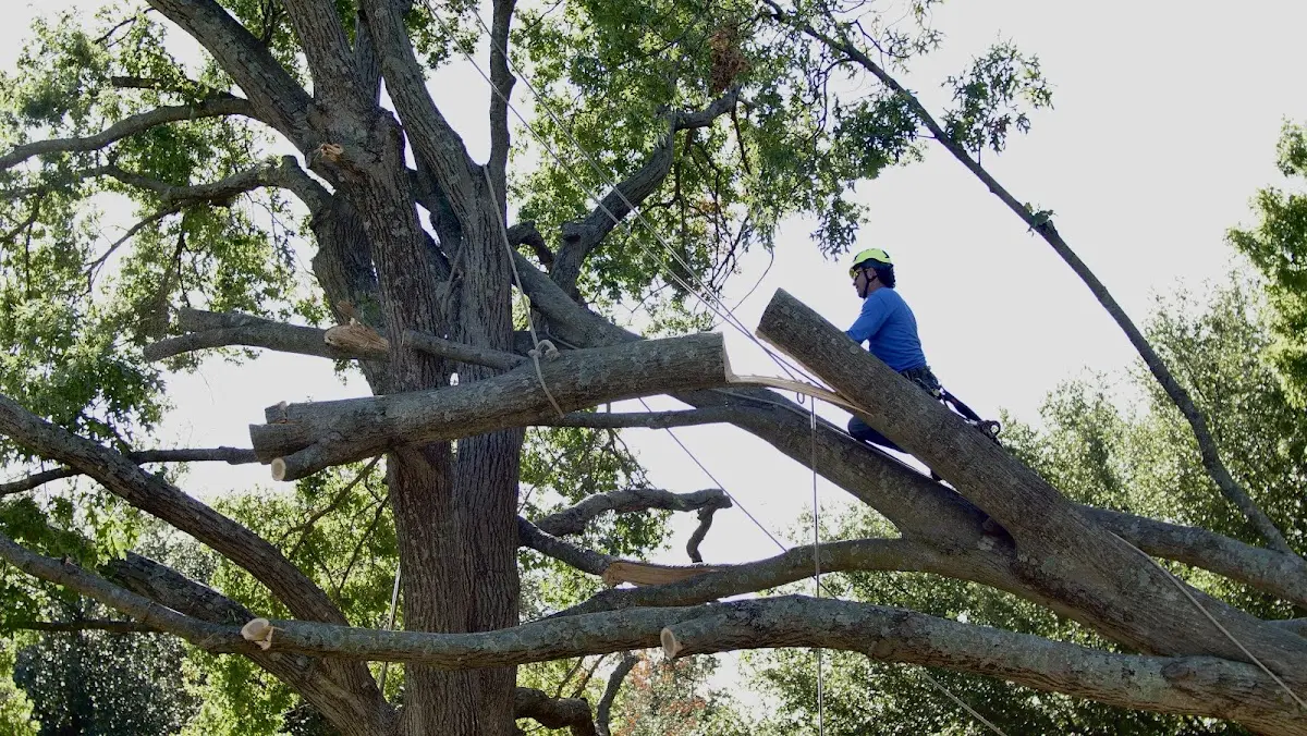 Professional Crown Thinning performed by certified arborists in Monticello